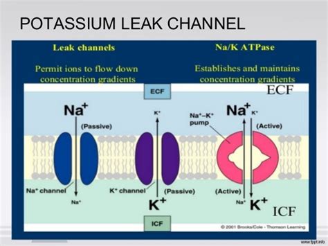 sodium leak channels|Functional role of voltage